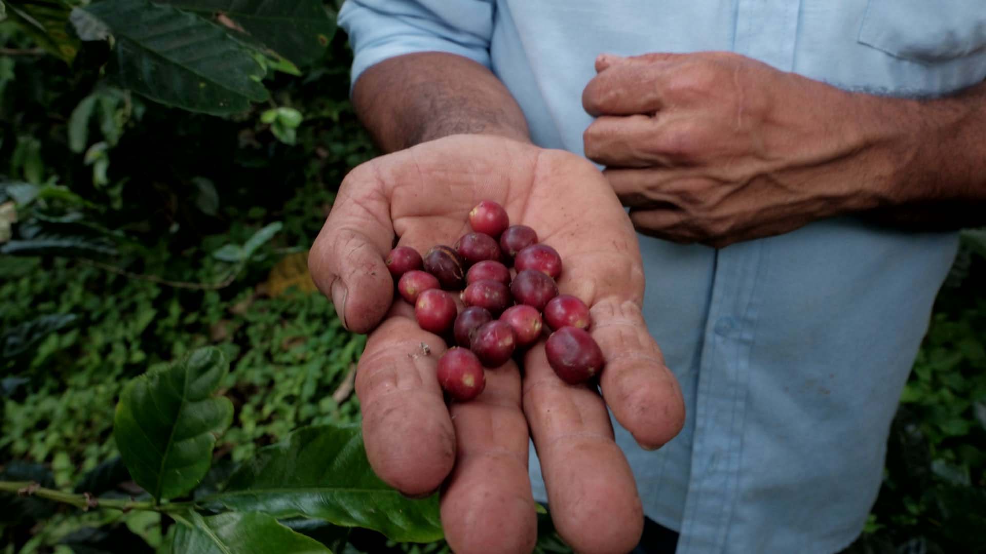 Bild från kaffereportaget i Colombia